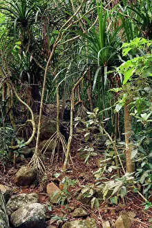 Pandanus: Pandanus sp