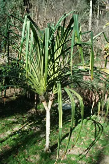 Screw: Pandanus tree / Screw PINE