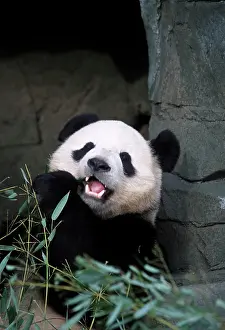 Pandas: Pandas at the National Zoo in Washington