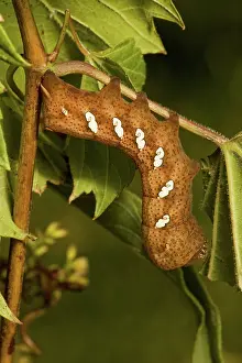 Larvae: Pandora sphinx caterpillar