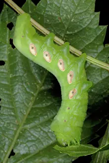 Creeper: Pandorus Sphinx Moth caterpillar