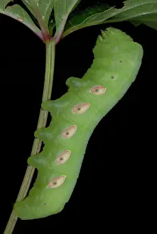Creeper: Pandorus Sphinx Moth caterpillar