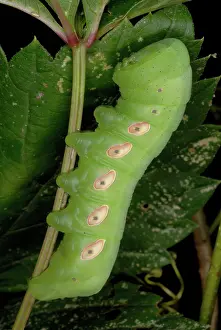 Creeper: Pandorus Sphinx Moth caterpillar
