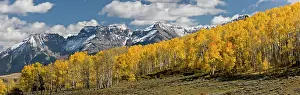 Aspens: Panorama of Aspen and Spruce forests in autumn