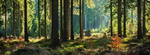 Harz: Panorama, atmospheric sunny near-natural spruce