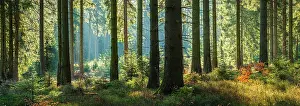 Harz: Panorama, atmospheric sunny near-natural spruce
