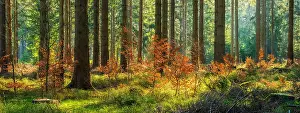 Harz: Panorama, atmospheric sunny near-natural spruce