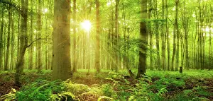 Reflex: Panorama, beech forest flooded with light, sun shines