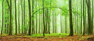Curved: Panorama, Beeches forest (Fagus) in the fog, curved
