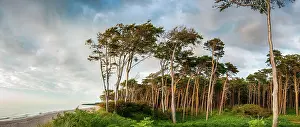 Darss: Panorama, Coastal forest with beach, western beach