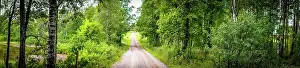 Dirt: Panorama of a dirt road in a green forest in the