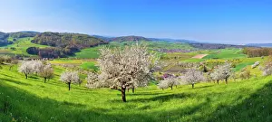 Aargau: Panorama, flowering cherry trees (Prunus), Magden