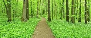 Amaryllidaceae: Panorama, hiking trail through near-natural beech