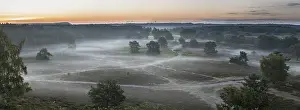 Calluna: Panorama image of a misty heathland at sunrise