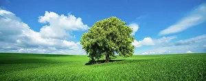 Humilis: Panorama, Large solitary horse chestnut (Aesculus)