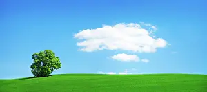 Tilia: Panorama, Large solitary linden tree (Tilia) on