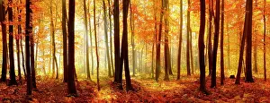 Flooded: Panorama, light-flooded high forest with beeches
