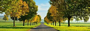 Avenue: Panorama, lime tree avenue with autumn colouring