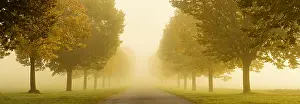 Avenue: Panorama, lime tree avenue, foggy country road in