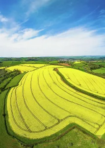 Devon: Panorama of Rapeseed fields and farms from a drone