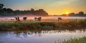 Twente: Panorama of River the Dinkel in Twente on an early summer morning with haze over countryside with cows