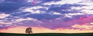 Sapindaceae: Panorama, solitary tree in field at sunset, horse