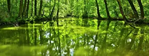 Alder: Panorama, streambed of Schlaube with alder quarry