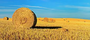 Stubble: Panorama, stubble field with round straw bales