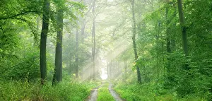 Filter: Panorama, Wanderweg durch Sonnigen Laubwald, Sonne