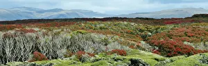 Distorted: Panoramic view of Enderby Island with flowering Southern Rat