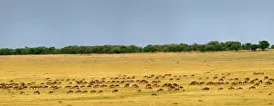 Massive: Panoramic view of massive Wildebeest herd