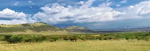 Scattered: Panoramic view of scattered acacia forest