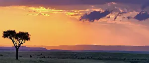 Tortilis: Panoramic view of single acacia tree at