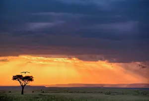 Masi: Panoramic view of Vulture and acacia tree