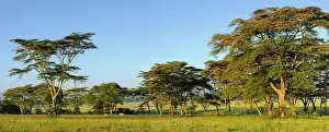 Fever: Panoramic view of White Rhinoceros, Ceratotherium
