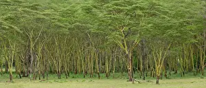 Fever: Panoramic view of Yellow fever tree, Acacia