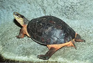 Shells: PAN'S BOX TURTLE