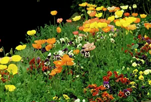 Wittrockiana: Pansies and Iceland poppies, Launceston, Tas. (Viola