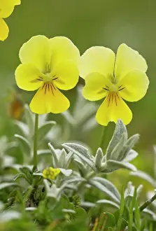 Abruzzo: Pansy Abruzzo National Park, Italy