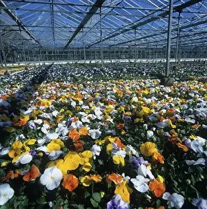 Shops: Pansy plants