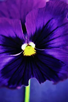 Pansy: Pansy