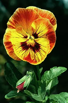 Pansies: PANSY