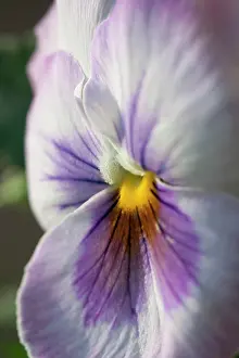 Erotic: Pansy
