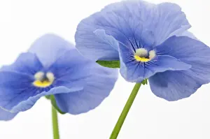 Exquisite: Pansy