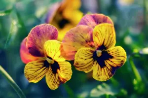 Wittrockiana: Pansy