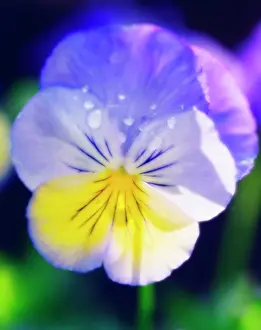 Wittrockiana: Pansy