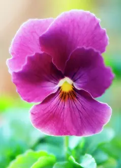 Wittrockiana: Pansy