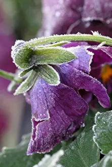 Weak: Pansy
