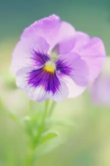Ladies: Pansy