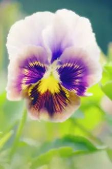 Ladies: Pansy